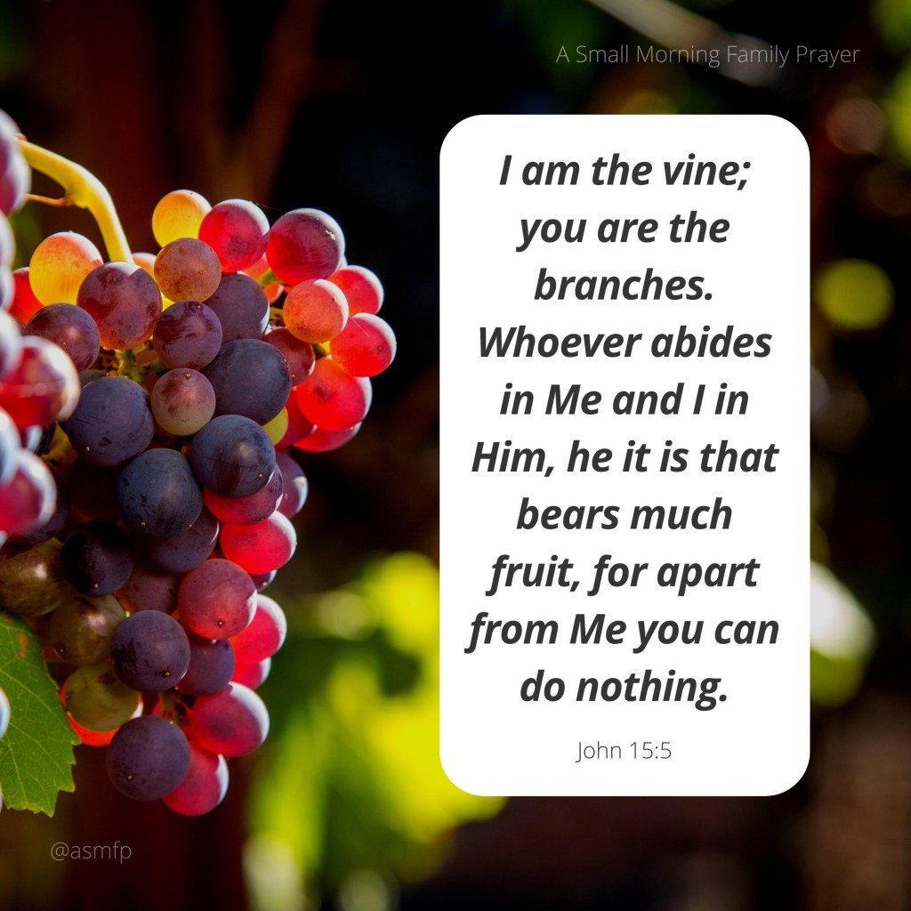 HE IS THE TRUE&nbsp;VINE